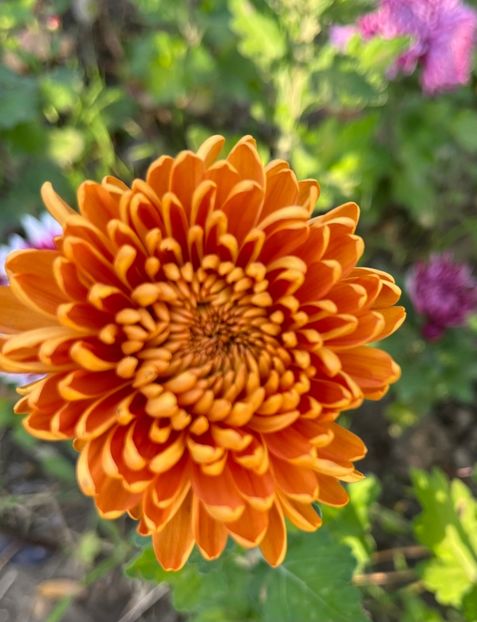 33208247-C73D-42B0-8386-F866513C5C82 - Crizanteme 2022