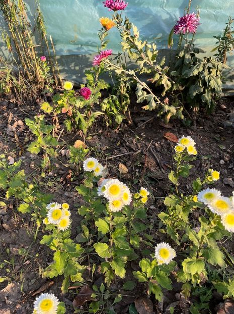 474F4889-E6FC-439E-A259-85E850237A6D - Crizanteme 2022