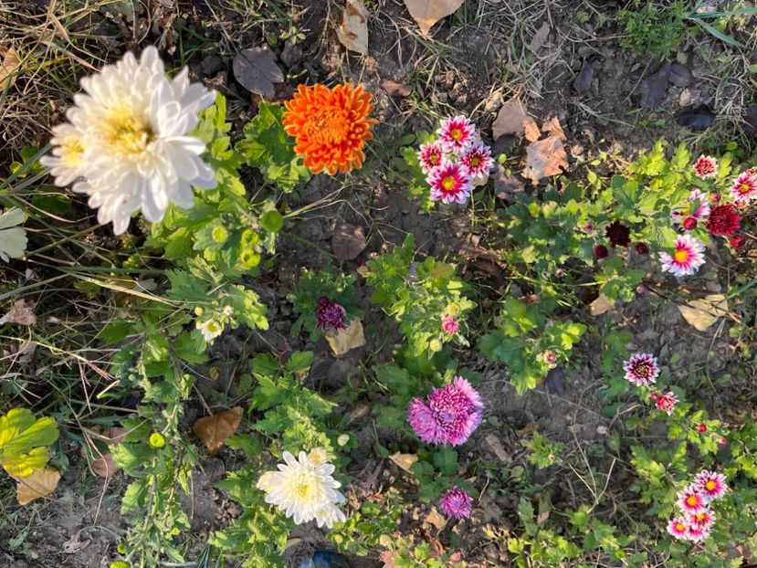 15D9B87E-8514-46C1-A036-9F4F441D5EDA - Crizanteme 2022