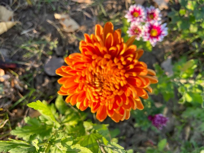 15FAFAC5-C83F-48BF-9F60-30BAED667853 - Crizanteme 2022