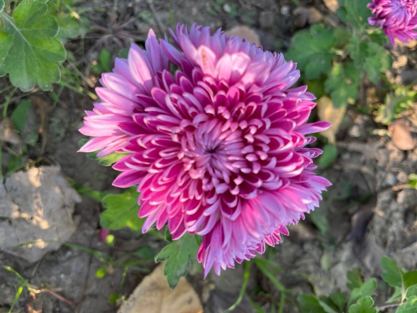 AE1C3ADC-A614-425C-B653-CA828AB14D16 - Crizanteme 2022