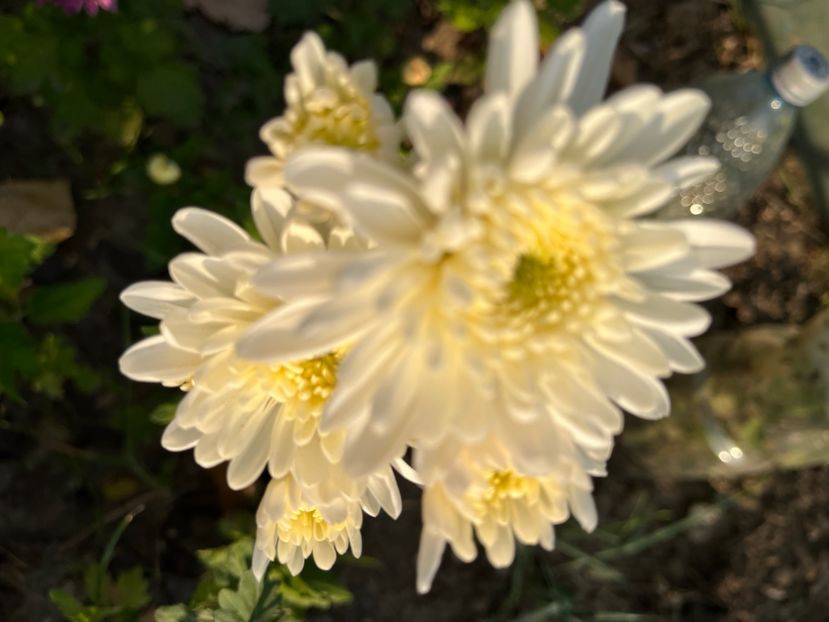 CE69C01B-378A-4721-80AD-9CF432947BB8 - Crizanteme 2022