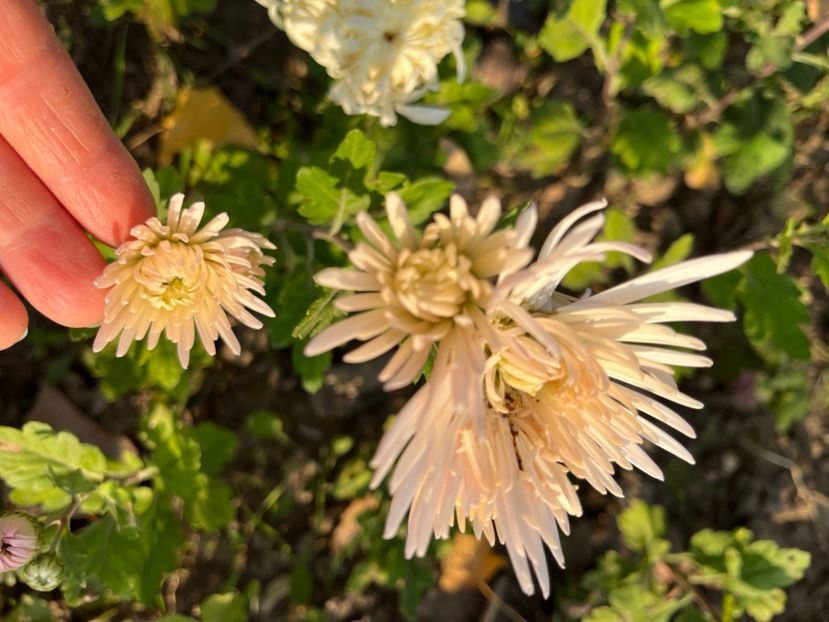 4F27D3DF-5B80-43AC-80BC-87E4E4ABF844 - Crizanteme 2022