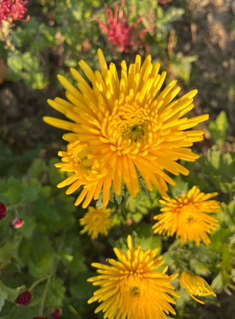 27CBB7C3-13D9-4695-BA89-6D301C1A60A4 - Crizanteme 2022