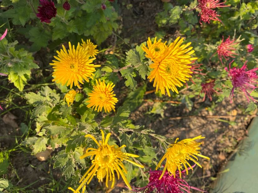 0225A2F2-F34B-4870-91FF-9A014E33C686 - Crizanteme 2022