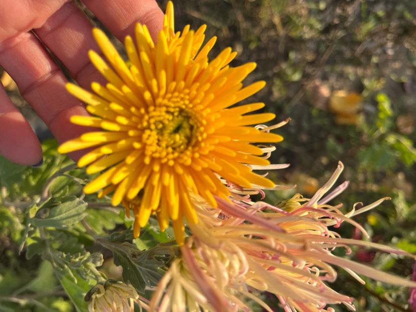 81E921DF-4750-438C-8955-804987C78F1E - Crizanteme 2022