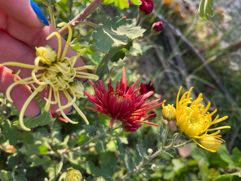 A7E9CC64-AAC7-41CF-8C26-9382488272AD - Crizanteme 2022