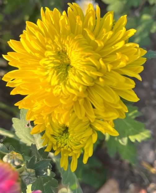 FF2CADBE-B15A-4653-8D75-2721F4FEB723 - Crizanteme 2022