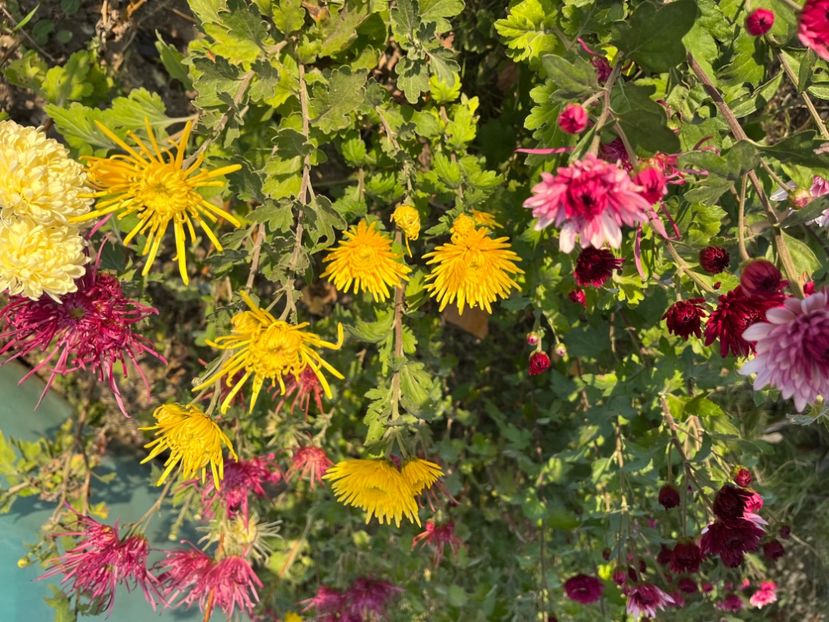 797C0F02-1889-4308-97C6-763A4804D2EA - Crizanteme 2022