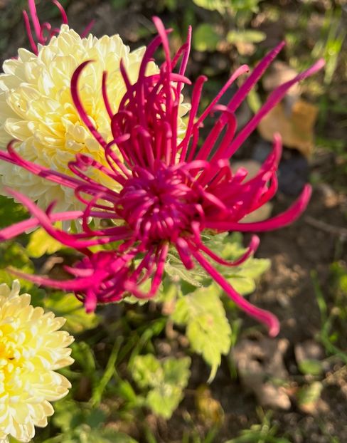 C400D648-2DD0-48DF-B2AE-B9B5CE240FC4 - Crizanteme 2022