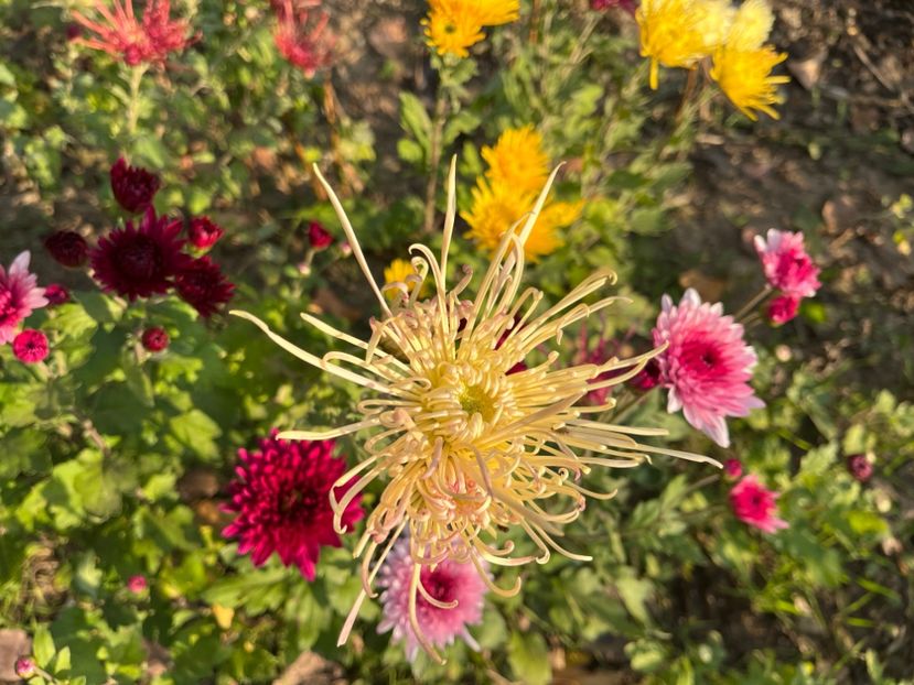 5CC6154D-411F-4E90-9269-4DFBDA233B32 - Crizanteme 2022