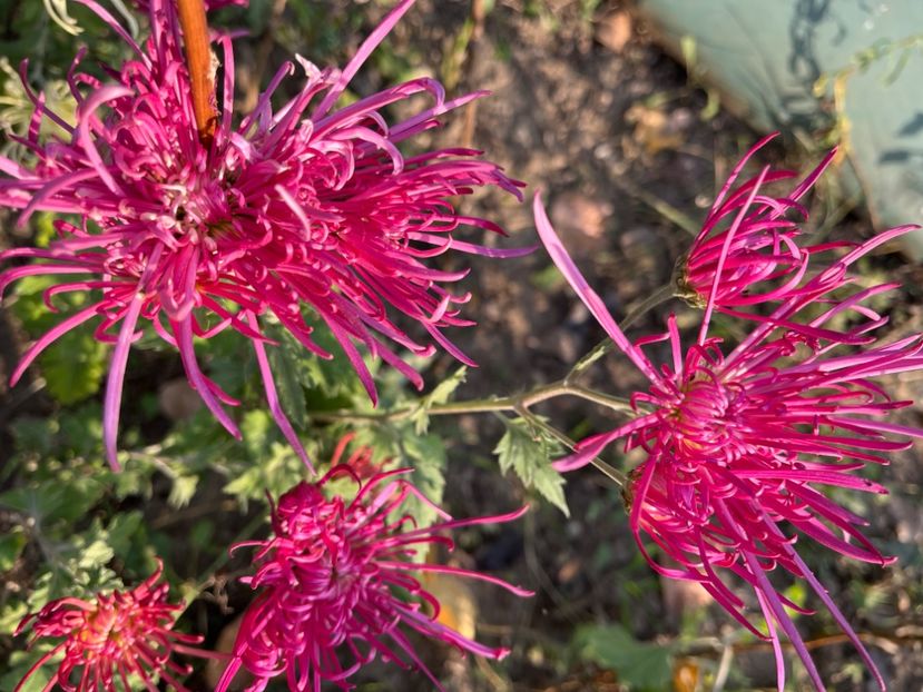 B7DEA82E-F88E-4AC4-8DF6-38FB21E4765B - Crizanteme 2022