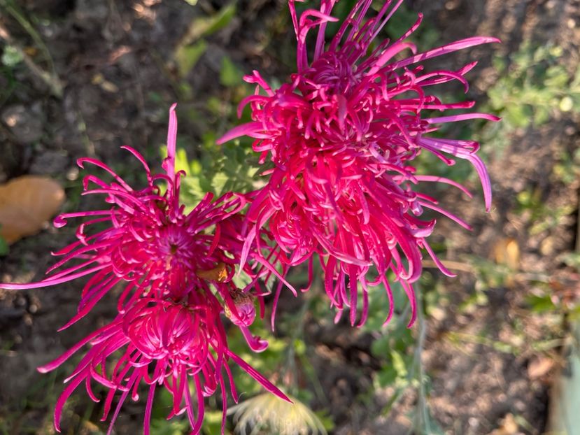 FB083427-BD2A-4DCD-97C6-83E280E38A69 - Crizanteme 2022