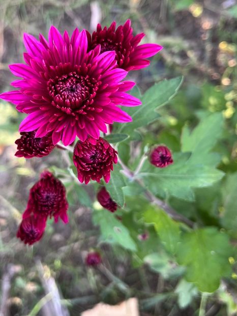 4F488424-0F3D-4AF3-B0CE-FB3318B1E7DB - Crizanteme 2022