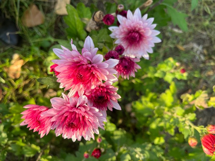 B36220C3-F1C5-4FD4-9B19-2270CB3D0512 - Crizanteme 2022