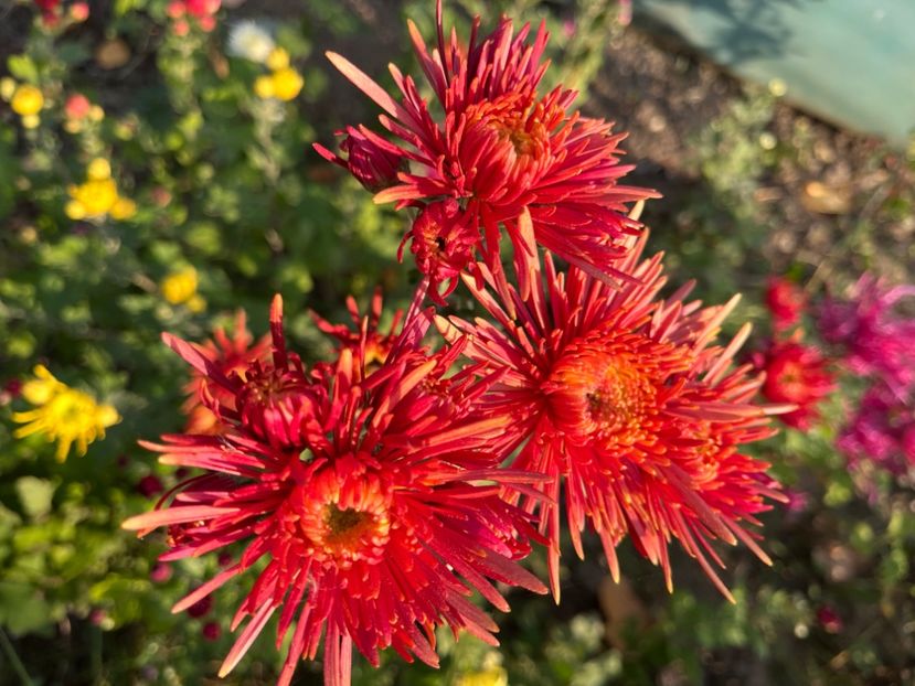 ABDBCDEB-D998-460F-BC1C-51677E985D76 - Crizanteme 2022