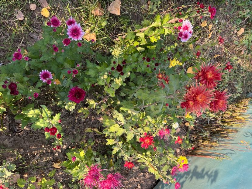 2B017907-576B-49AE-B4A3-4E74D26F5D33 - Crizanteme 2022