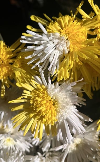 E8718D9E-EA23-4460-89C4-84D3387209CD - Crizanteme 2022