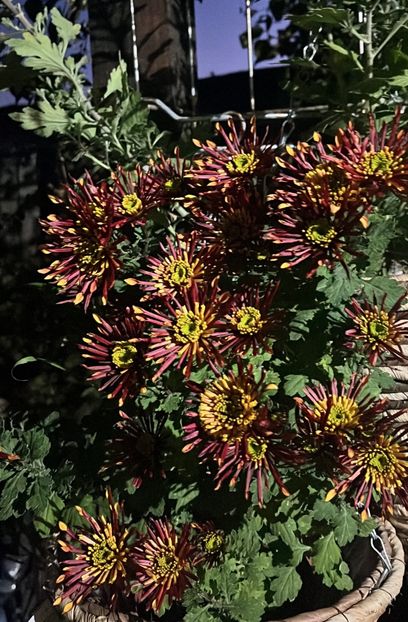 63276320-DCBC-4952-B30F-3873760A6841 - Crizanteme 2022