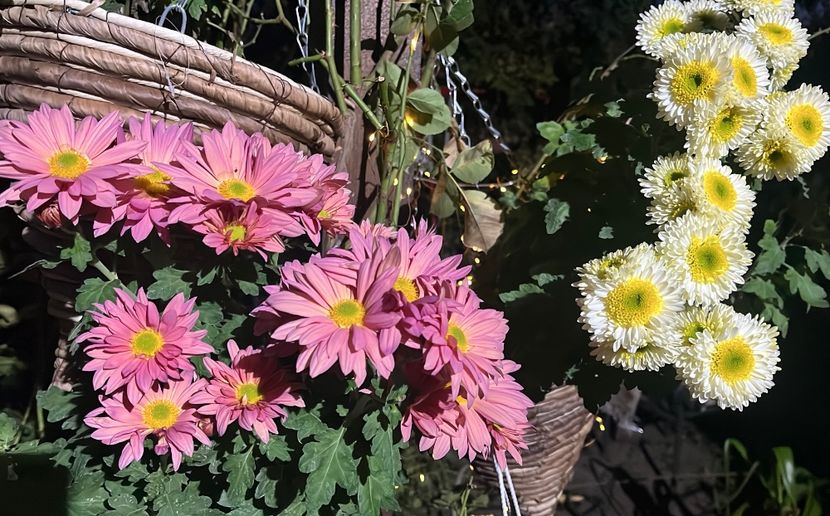 F55027E5-3D4C-47C6-BFD5-08E68DBCC88E - Crizanteme 2022