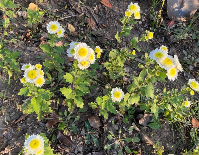 808B90B6-CCEF-4C07-9A47-097EE50CF347 - Crizanteme 2022