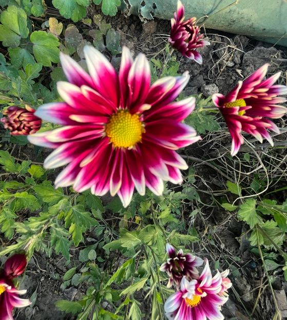 32196C51-CF16-48F9-A3A0-D78111637120 - Crizanteme 2022