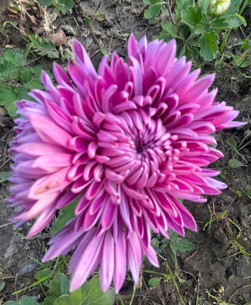 48A070E8-C453-4898-82C1-FAC1DD284B40 - Crizanteme 2022