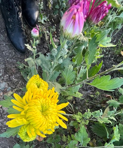 CF4DD76F-A355-4908-939C-DEB280D5791E - Crizanteme 2022