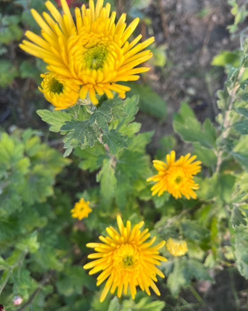 F02FD2EA-A860-46F4-B371-F1209F5572A3 - Crizanteme 2022