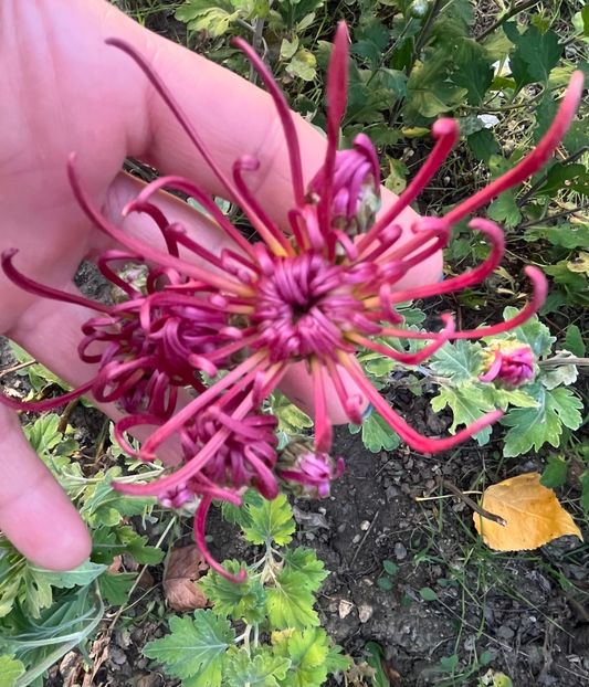 D5C0FACB-E441-4D1A-87F8-A7C7059508EF - Crizanteme 2022