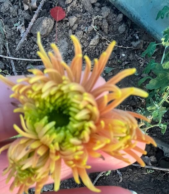 367F5C6C-A0D6-458B-B76E-4CA3C15D09C1 - Crizanteme 2022