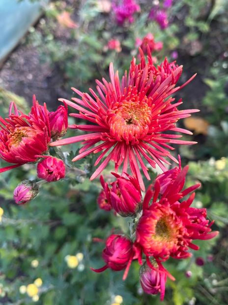 47A07B3D-03F0-44D1-86FB-E7704D0287EB - Crizanteme 2022