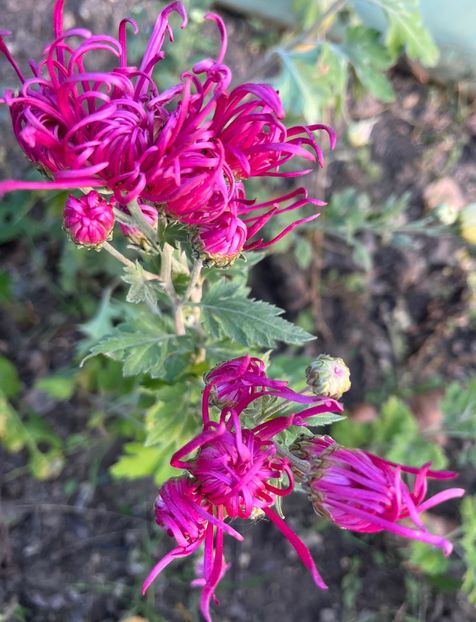 DE454969-A46A-462A-83FE-64C353FC6359 - Crizanteme 2022