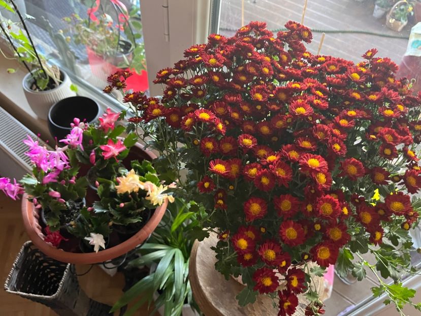 FC74713B-6B7D-4835-B8C0-D3E1B0CD4003 - Crizanteme 2022