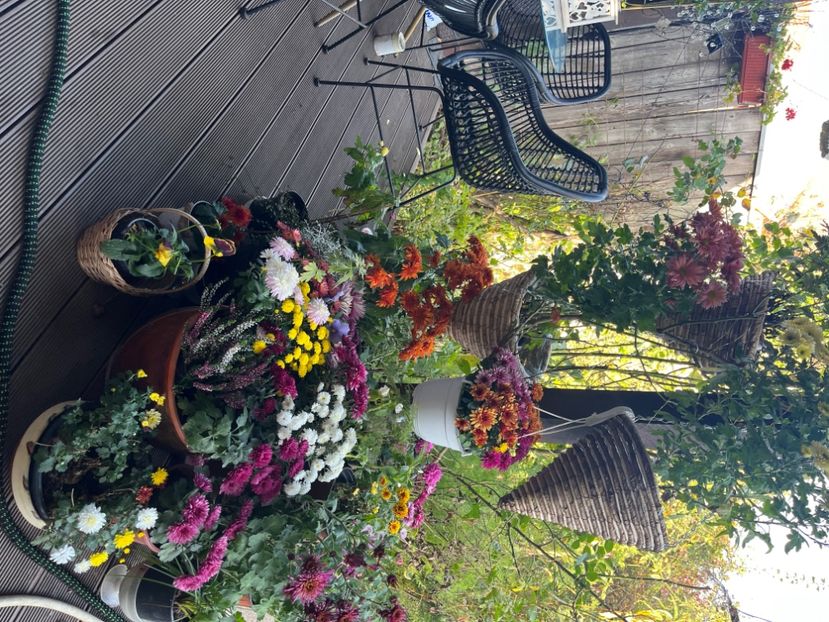 5EC96933-FF5C-435E-80D3-6CFCEFC46626 - Crizanteme 2022