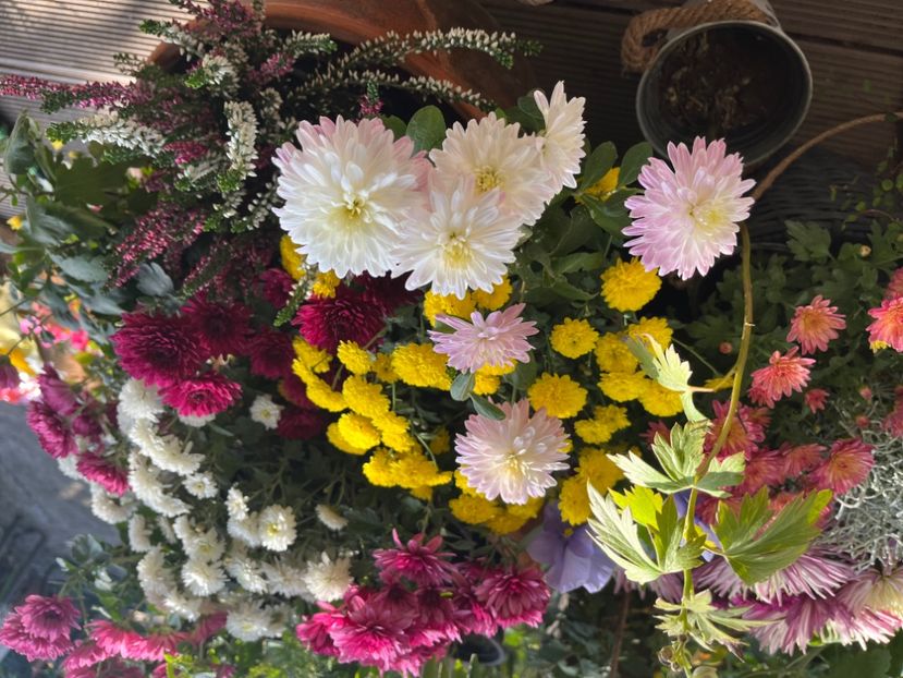 12175656-BDD0-497E-8AA8-ACDB7E15B389 - Crizanteme 2022