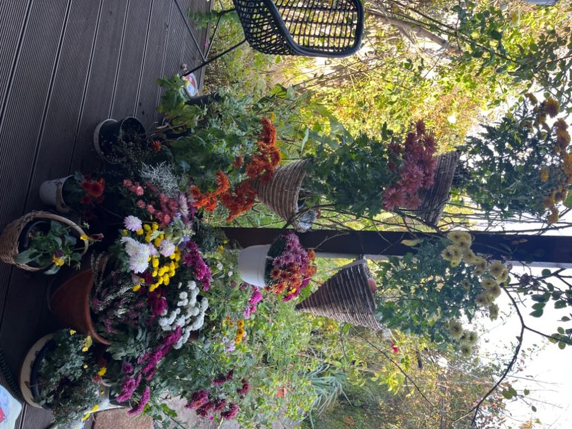 100A3406-2A75-4B94-AE3D-86FA43D62A5B - Crizanteme 2022