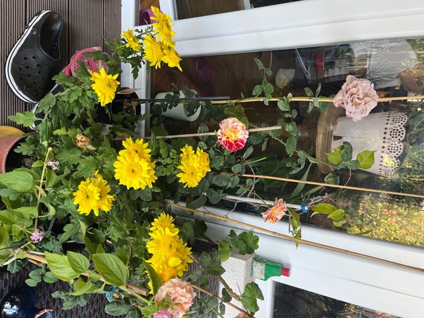 BB40BF91-C3BF-4169-BA1C-4CCD6DEB8D30 - Crizanteme 2022