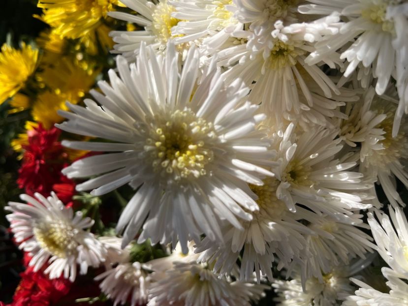 3B5E0E31-E93F-4A23-BA03-FC61E1A5D4AC - Crizanteme 2022