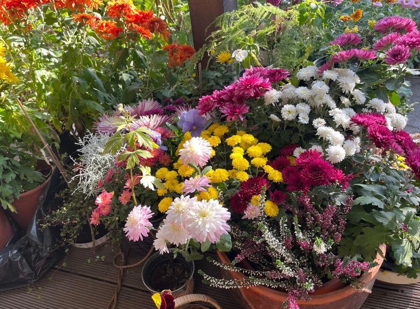 9AD39300-501F-499F-902D-F85DA79F40D2 - Crizanteme 2022