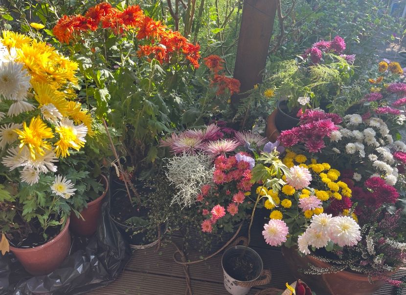 1DC652DB-DC94-4E01-9861-469721D4FAAD - Crizanteme 2022