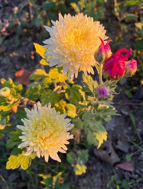 AA42D890-A140-456E-9711-9E7487A92927 - Crizanteme 2022