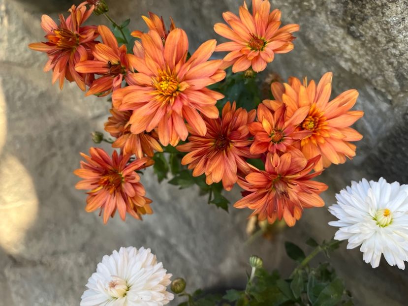 97718D83-38C9-473C-8B78-76F90A598859 - Crizanteme 2022