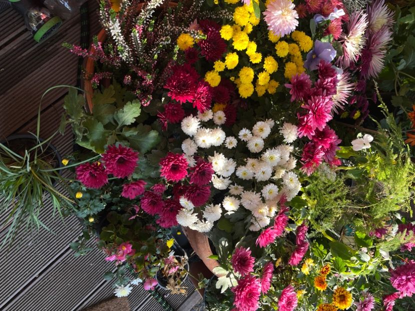 C6C967BC-D4AE-4F35-AED4-D8B4BD4D538B - Crizanteme 2022