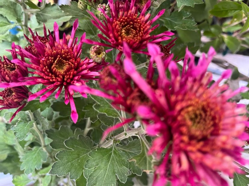 B1620F2D-CD09-431B-B036-E0F512673308 - Crizanteme 2022