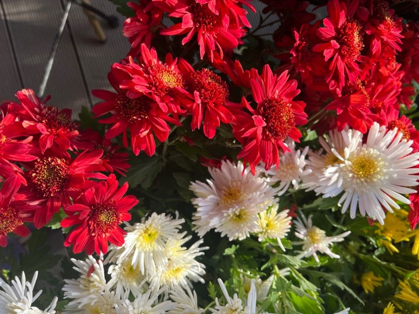 448E9EAD-2EF2-449D-8B65-487DA5175CCA - Crizanteme 2022