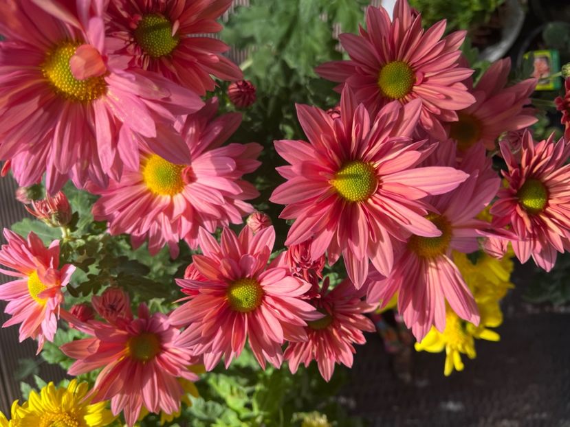 78C1A35A-13DA-429C-A6A6-39D17E393BA3 - Crizanteme 2022