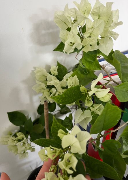 1F526D51-117D-4605-8C17-A36155715A3D - Bougainvillea