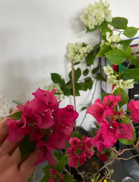 A36E8F69-6124-41A8-8ED4-7BEA65CD1CC0 - Bougainvillea