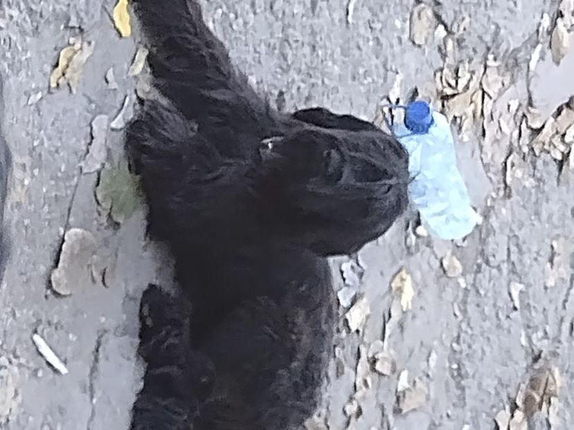 Ciobanesc de Brie Briard - BRIARD Ciobanesc de BRIE